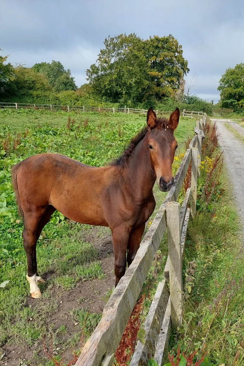 Broodmare infoal - Image 2