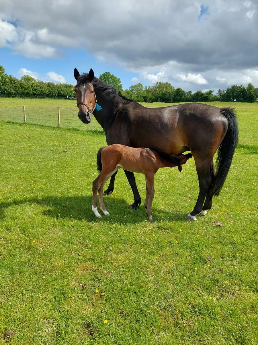 Broodmare infoal - Image 3