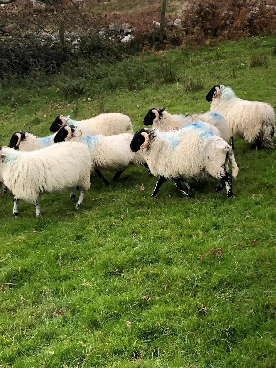 Ram lambs - Image 1