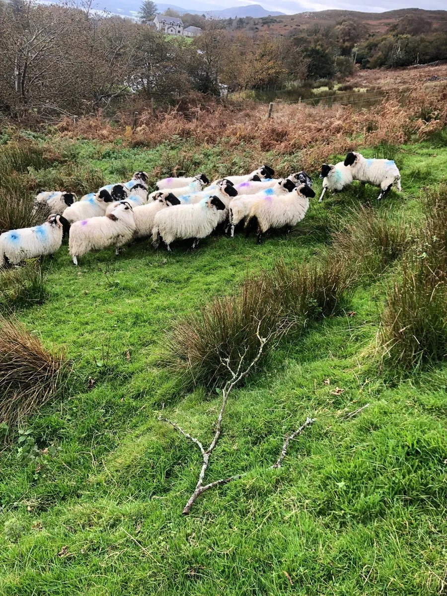 Ram lambs - Image 2