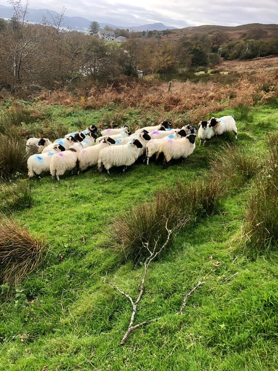 Ram lambs - Image 3