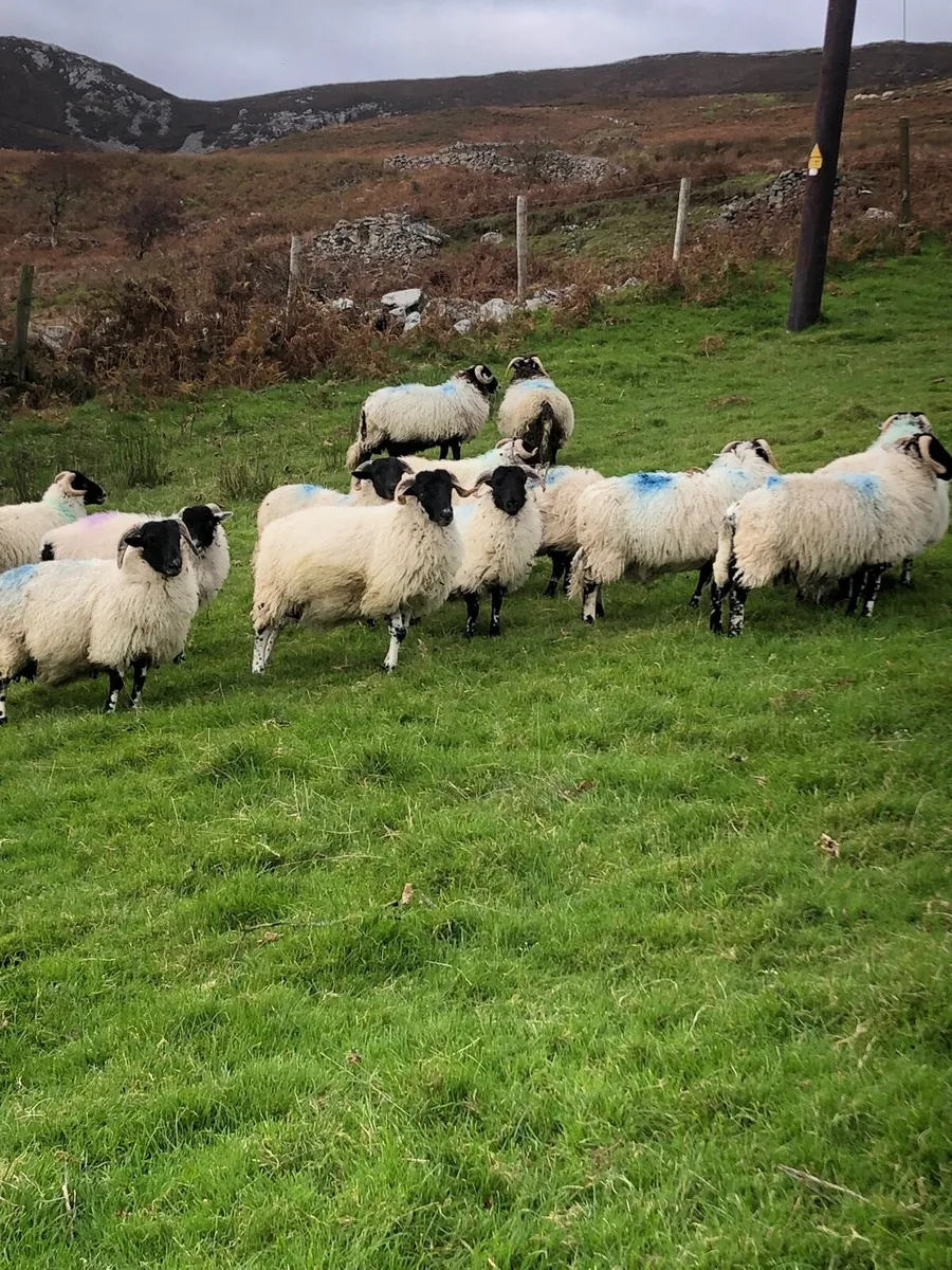 Ram lambs - Image 4