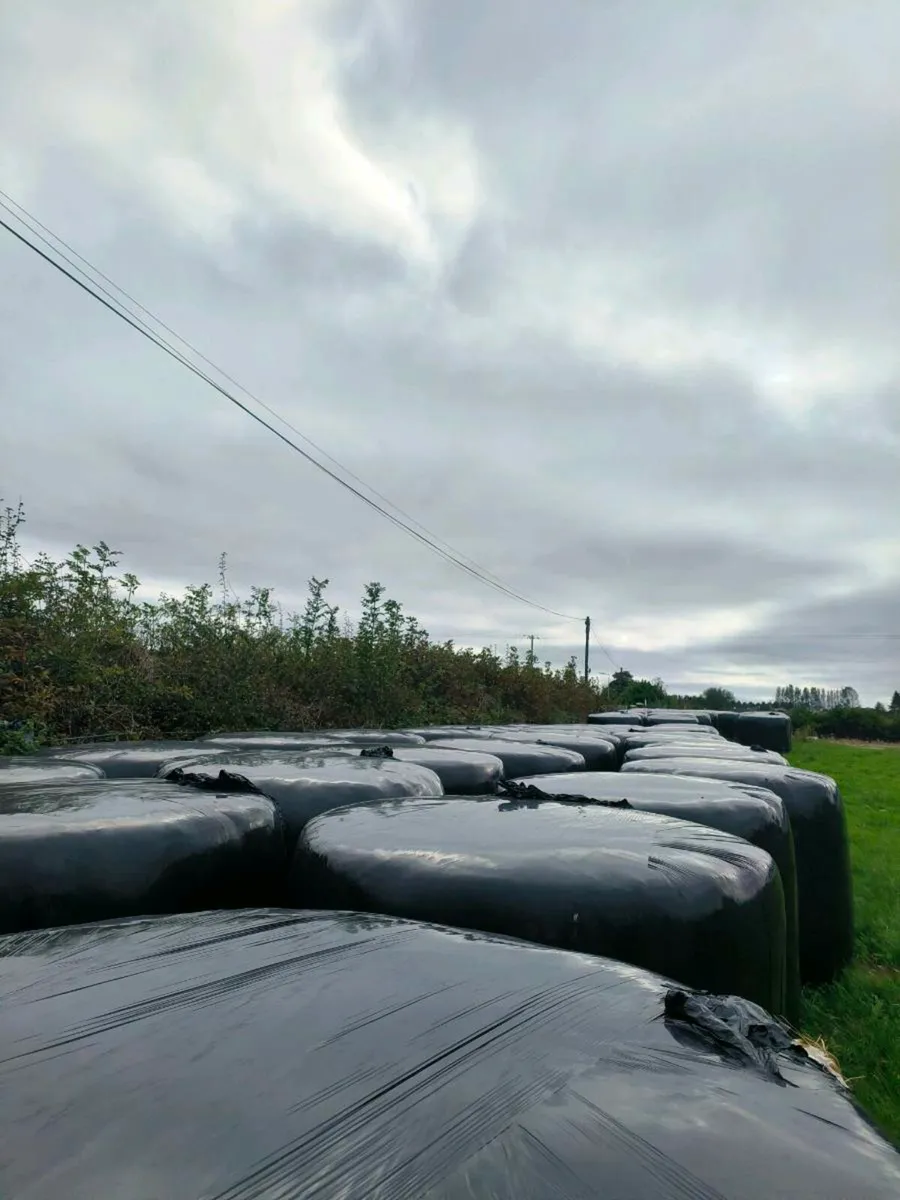 First and second cut silage for sale - Image 2