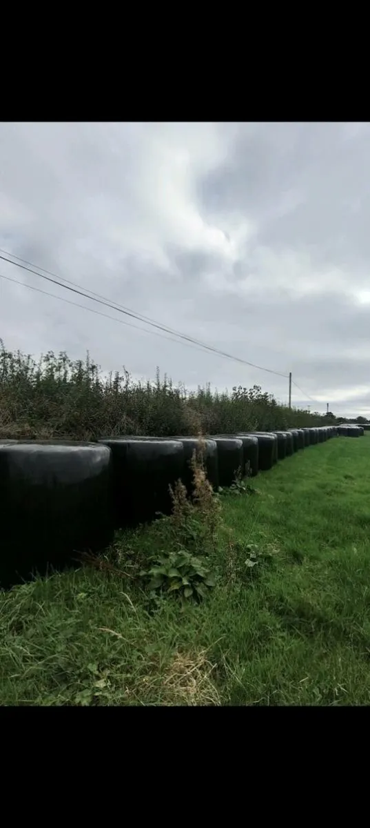 First and second cut silage for sale - Image 3