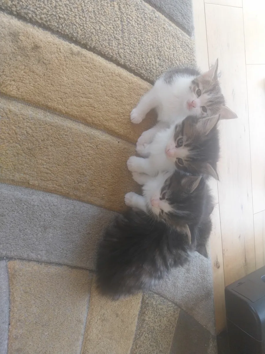 Cats - Image 4