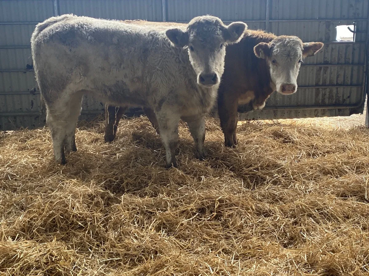 2 Top Quality Charolais Weanling Heifers - Image 1
