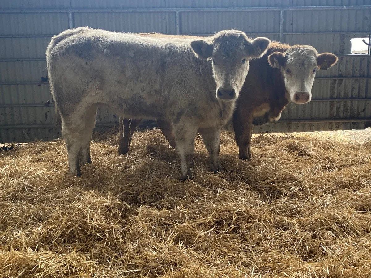 2 Top Quality Charolais Weanling Heifers - Image 2
