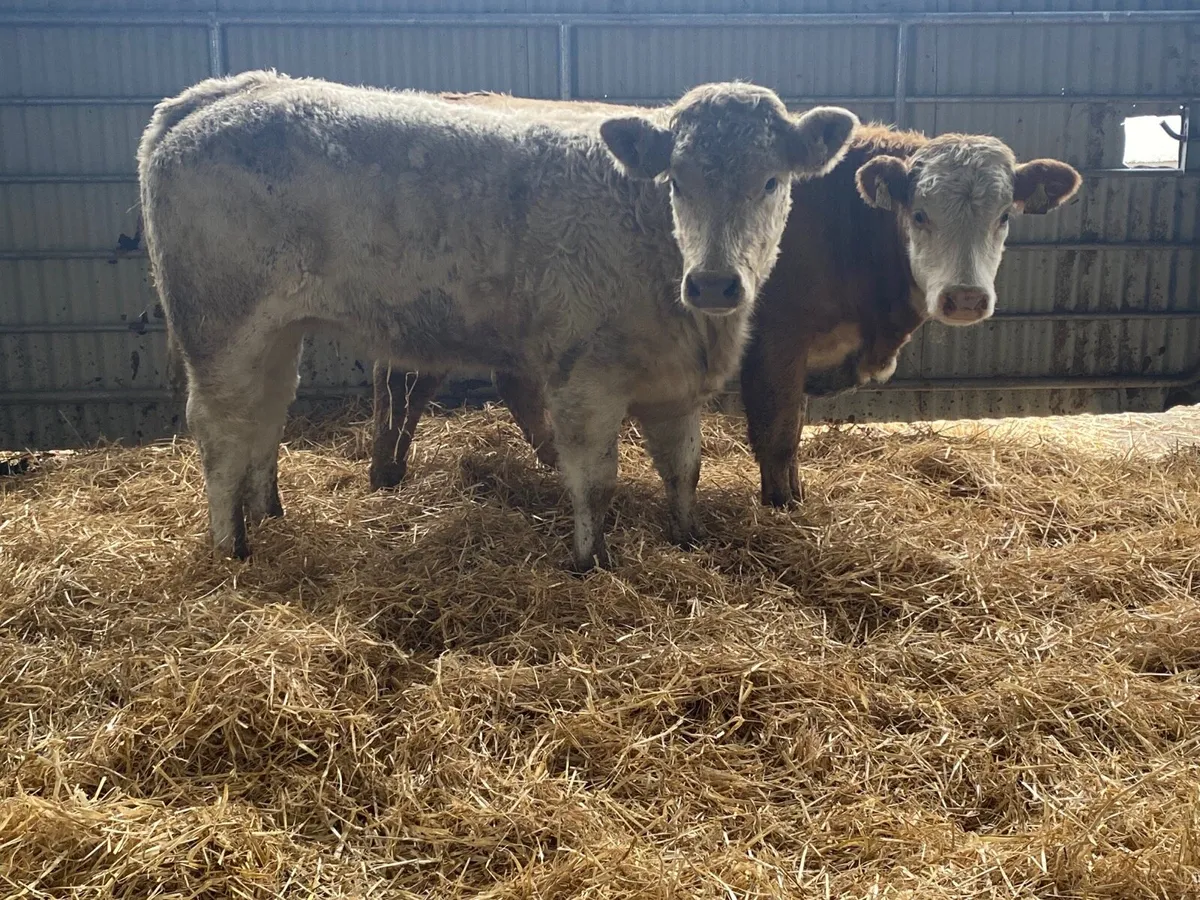 2 Top Quality Charolais Weanling Heifers - Image 3