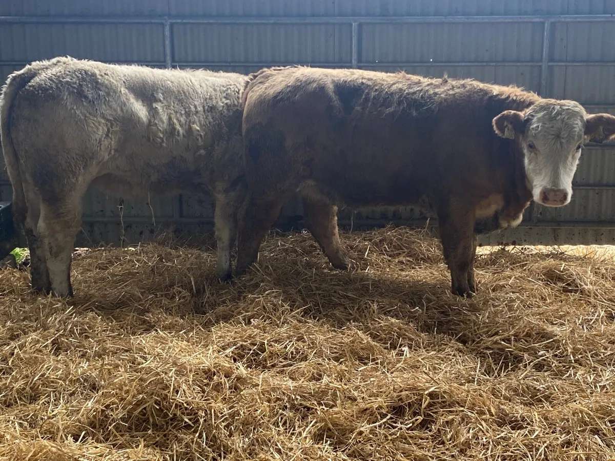 2 Top Quality Charolais Weanling Heifers - Image 4