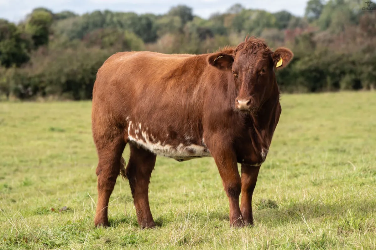 Headford Mart 18 Oct | In Calf Heifer Springers - Image 2