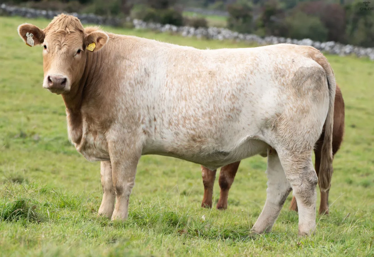Headford Mart 18 Oct | In Calf Heifer Springers - Image 3