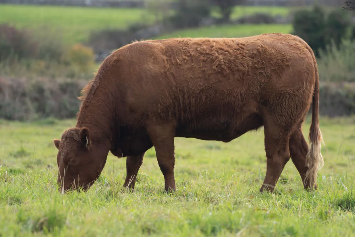 Headford Mart 18 Oct | In Calf Heifer Springers - Image 4