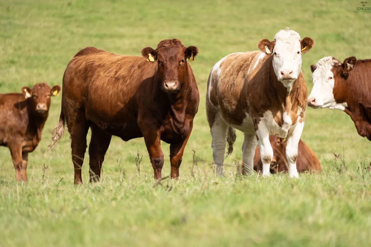 Headford Mart 18 Oct | In Calf Heifer Springers - Image 1