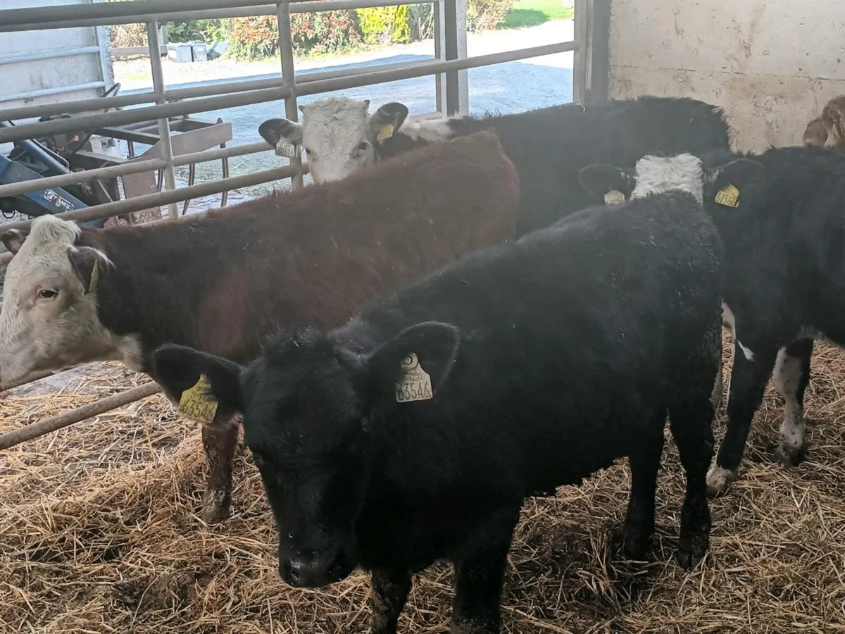 5 HEREFORD AND ANGUS WEANLINGS - Image 1