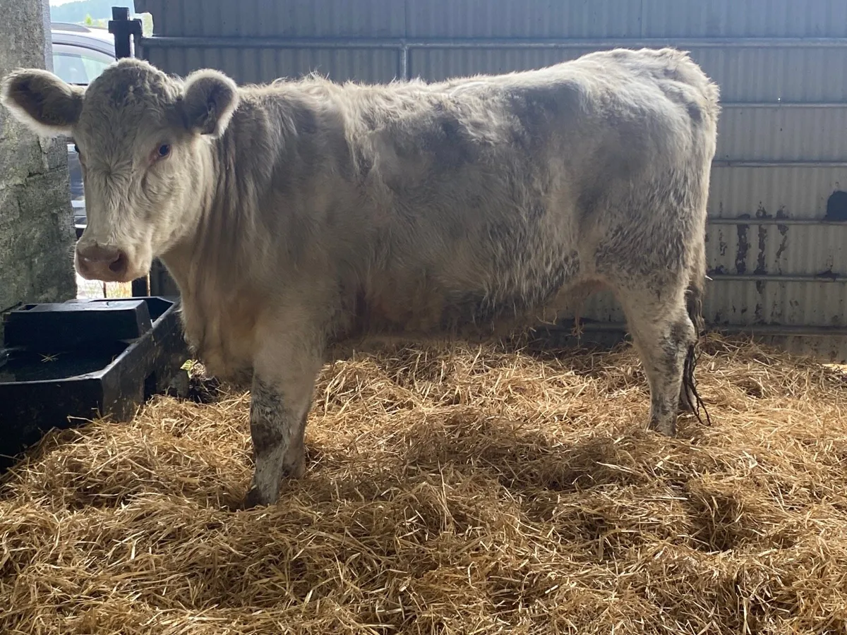 5 Star PBR Shorthorn Incalf Heifer - Image 1