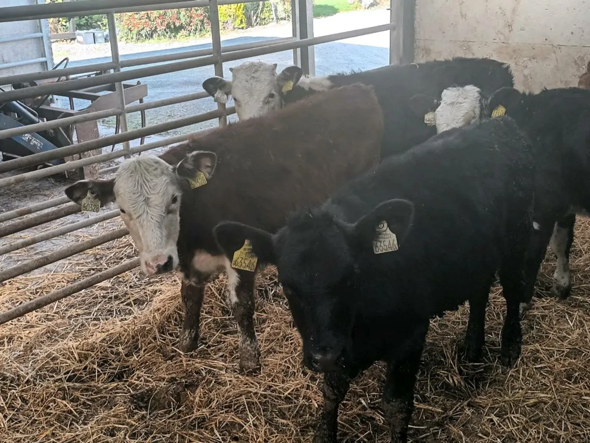 5 HEREFORD AND ANGUS WEANLINGS - Image 2