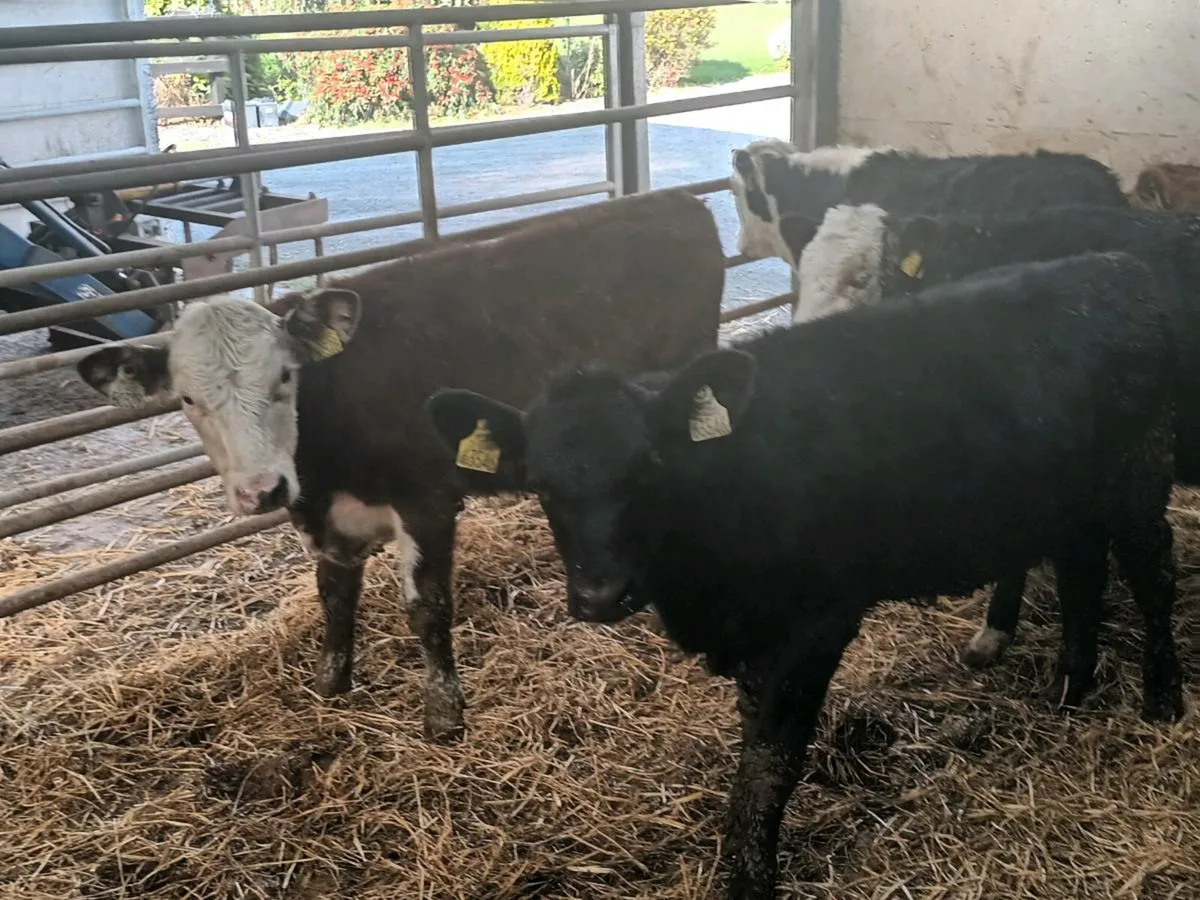 5 HEREFORD AND ANGUS WEANLINGS - Image 3