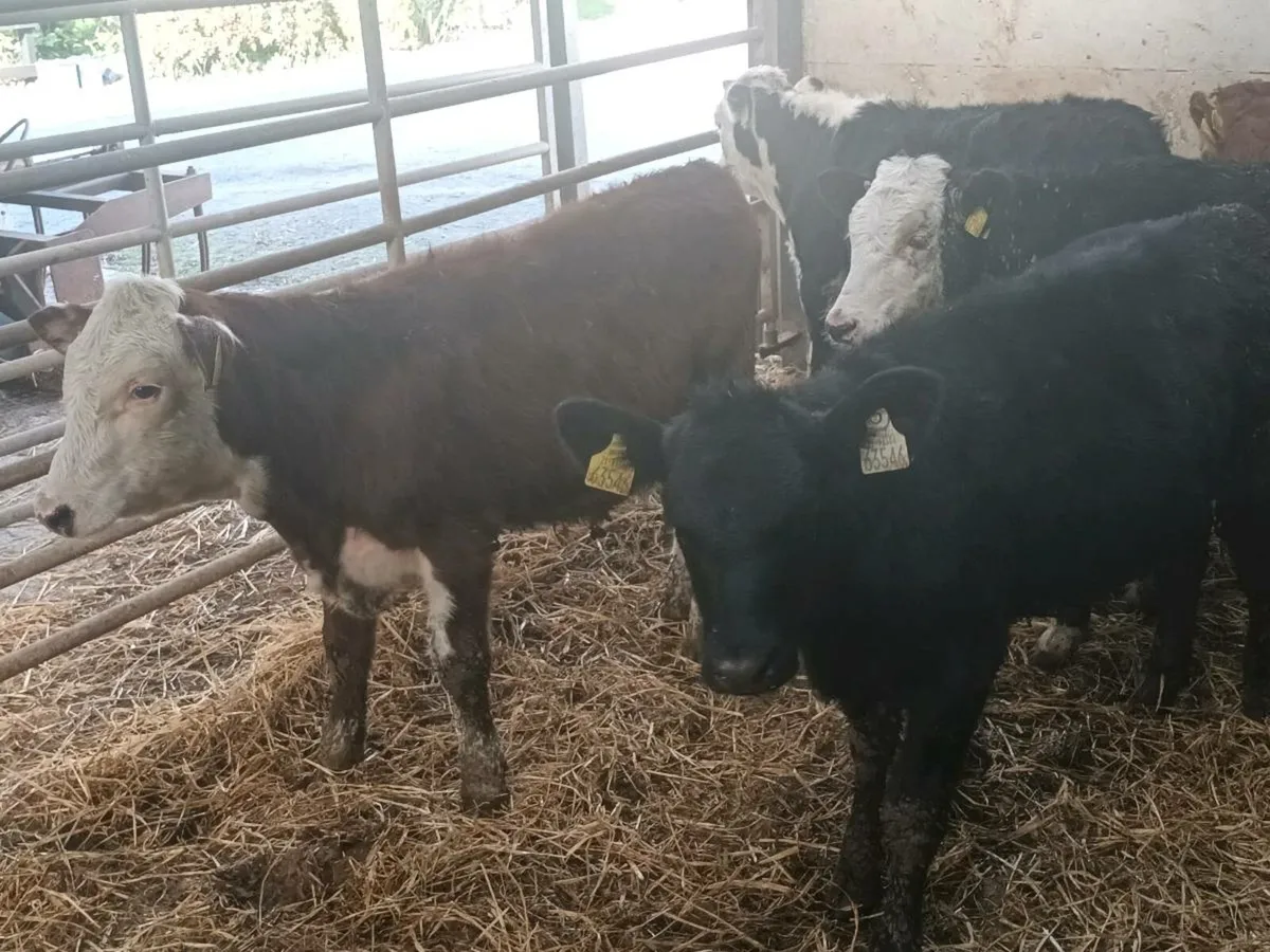 5 HEREFORD AND ANGUS WEANLINGS - Image 4