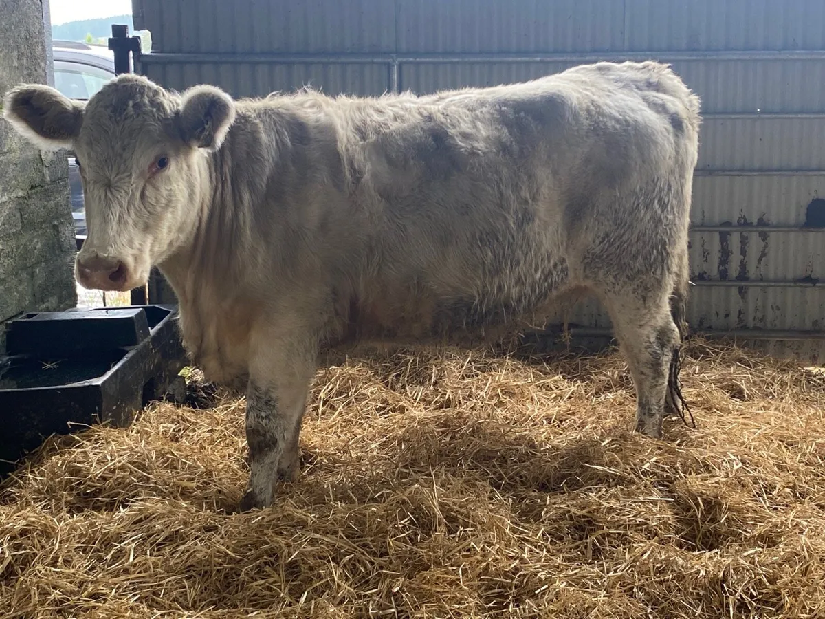 5 Star PBR Shorthorn Incalf Heifer - Image 2