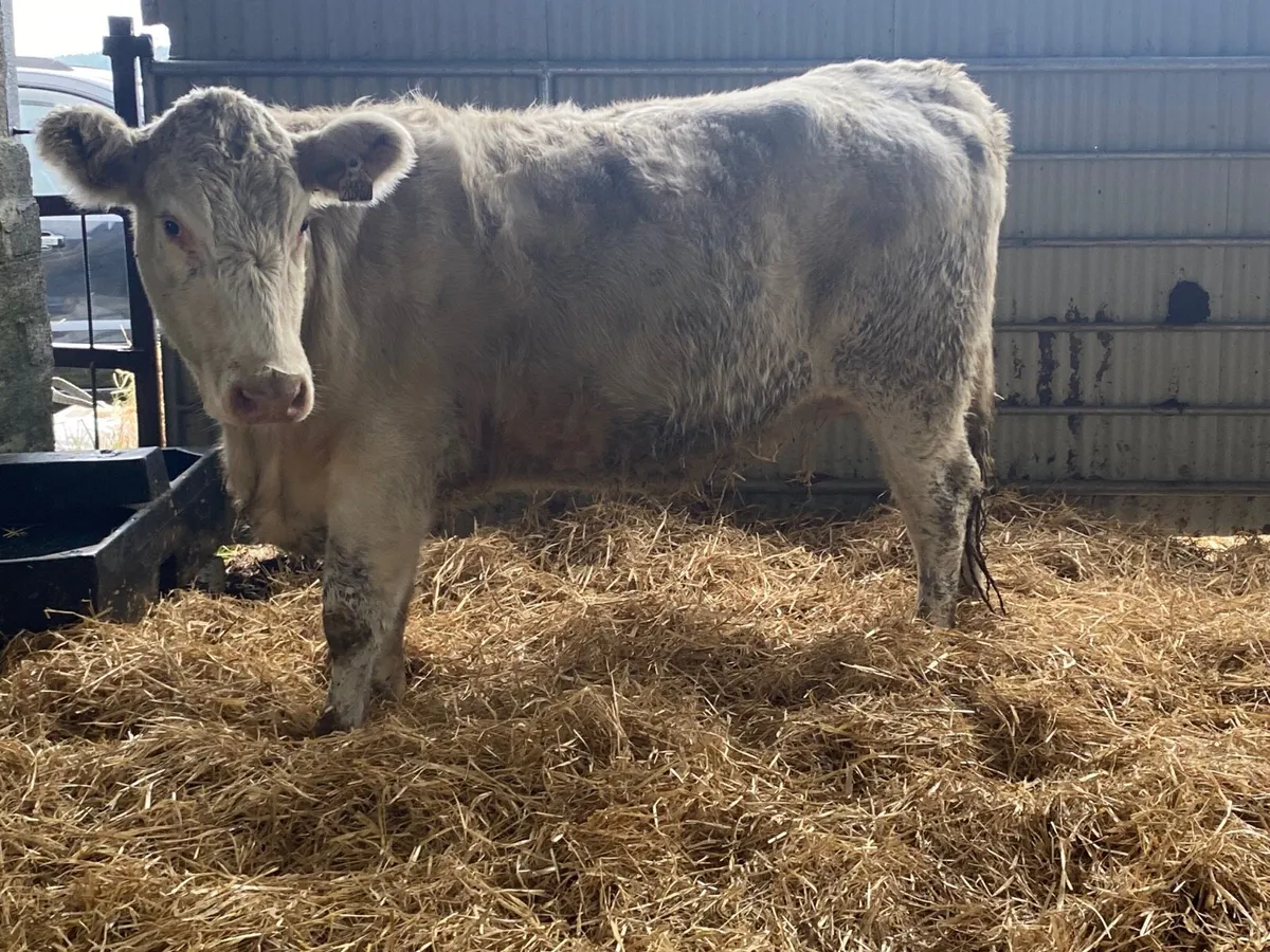 5 Star PBR Shorthorn Incalf Heifer - Image 3