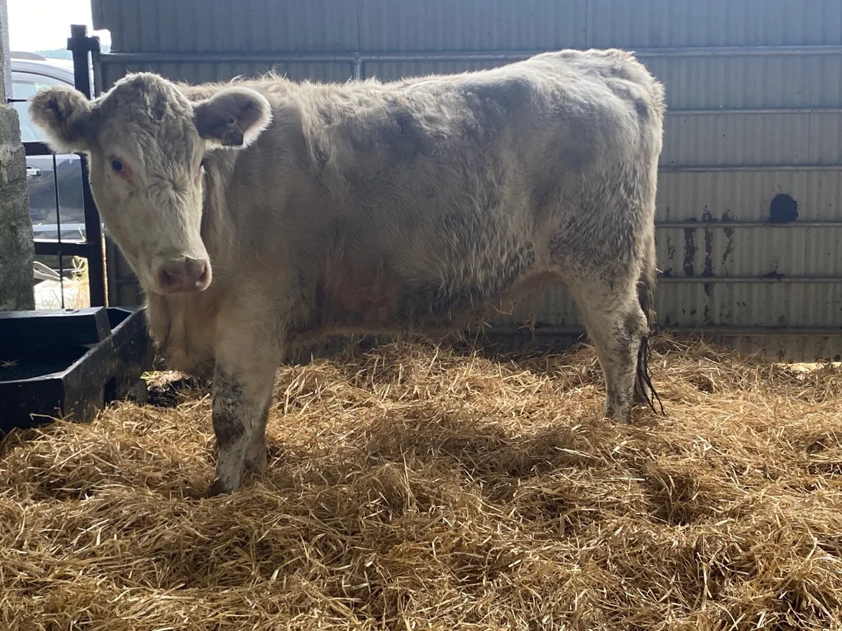 5 Star PBR Shorthorn Incalf Heifer - Image 4