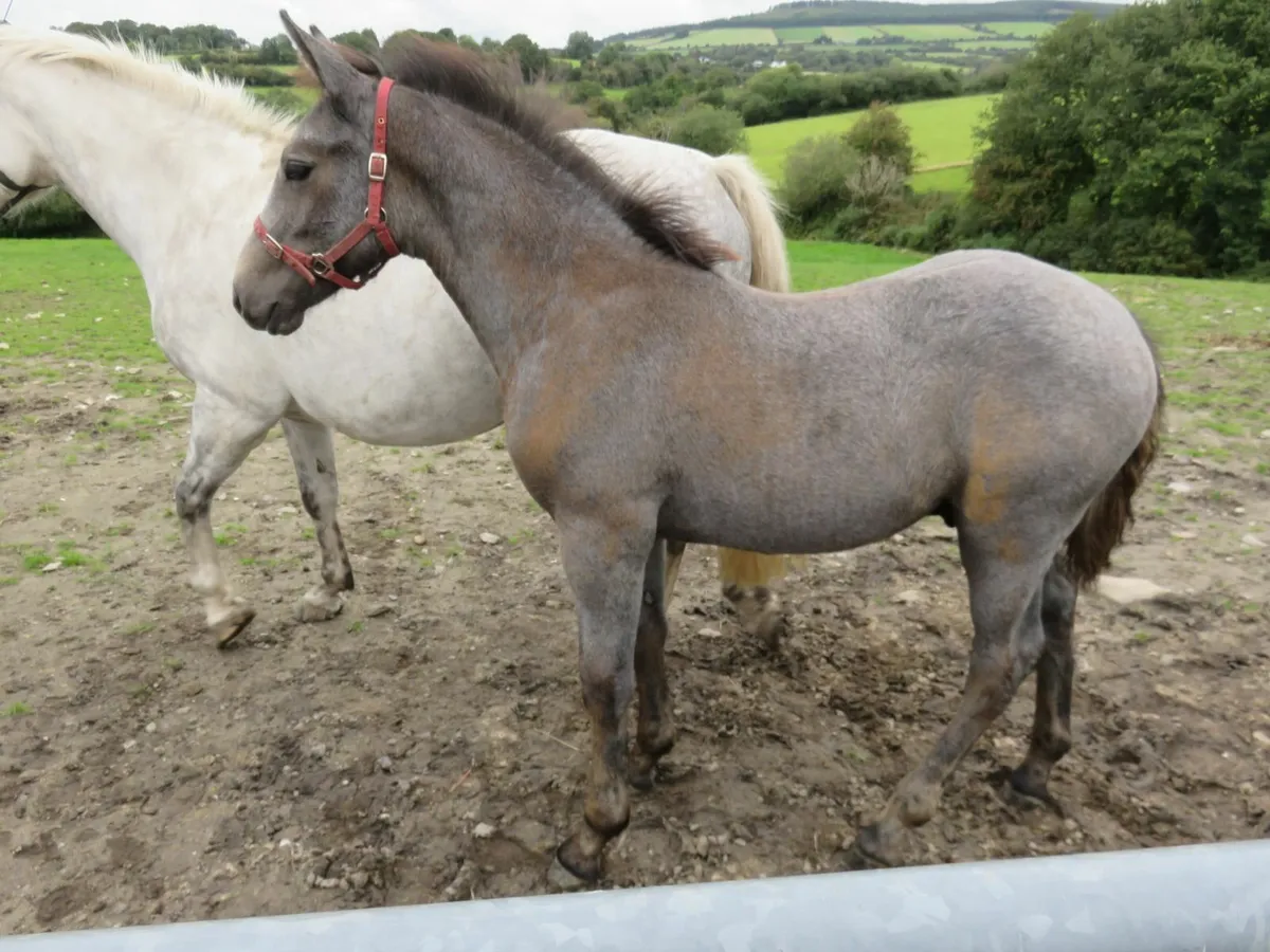 Equine - Image 3