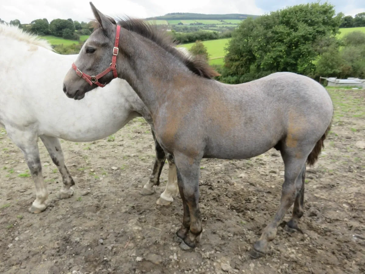 Equine - Image 4