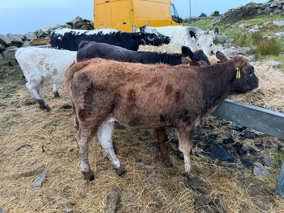 Heifer - Image 2