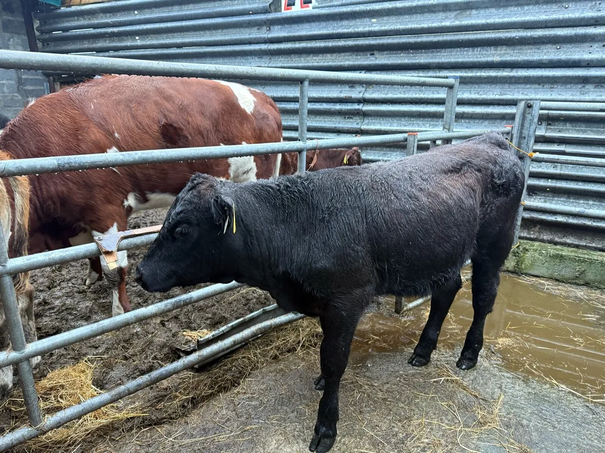 Heifer - Image 3