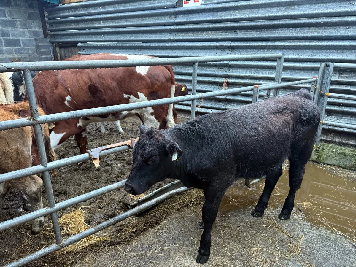 Heifer - Image 4