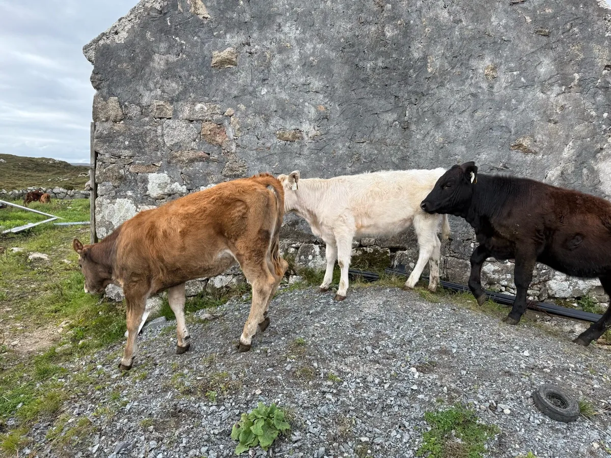 Heifer - Image 1