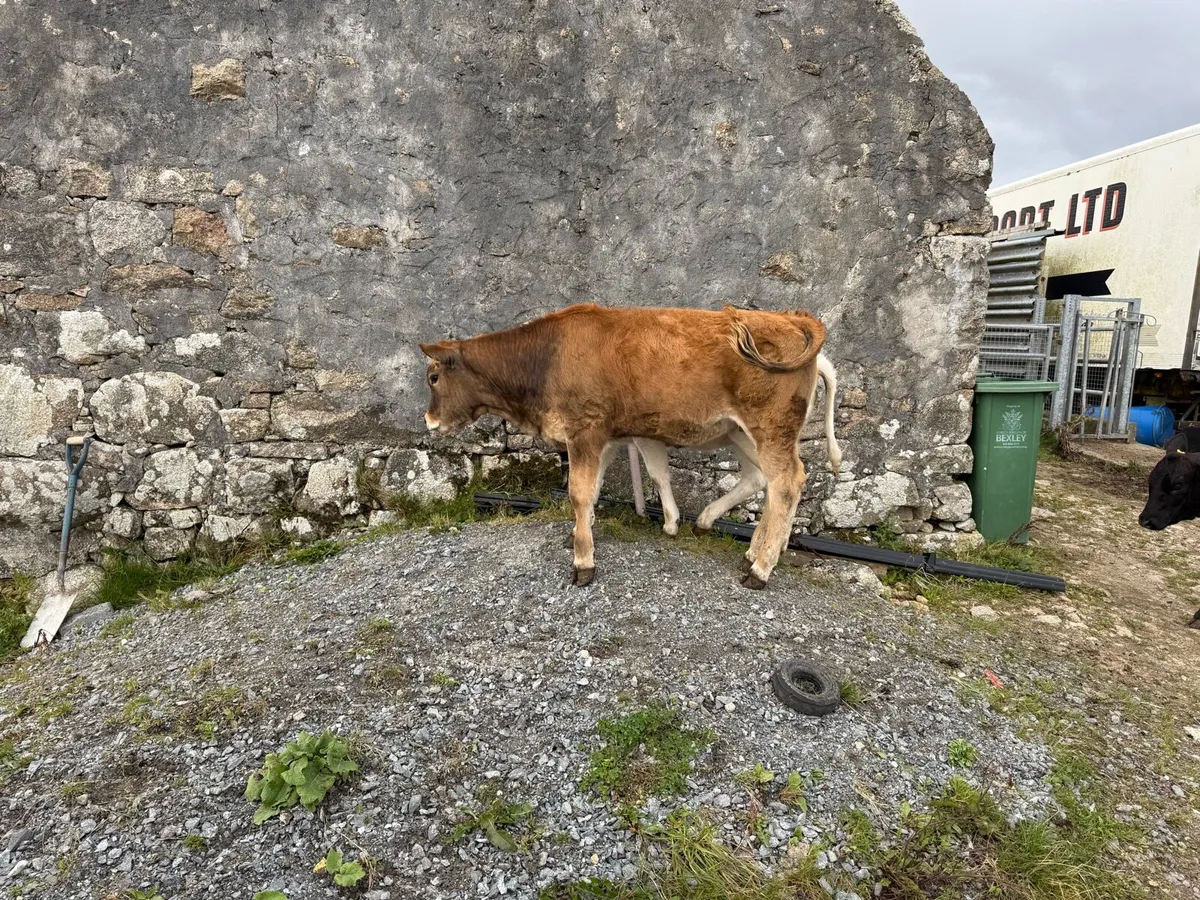 Heifer - Image 4