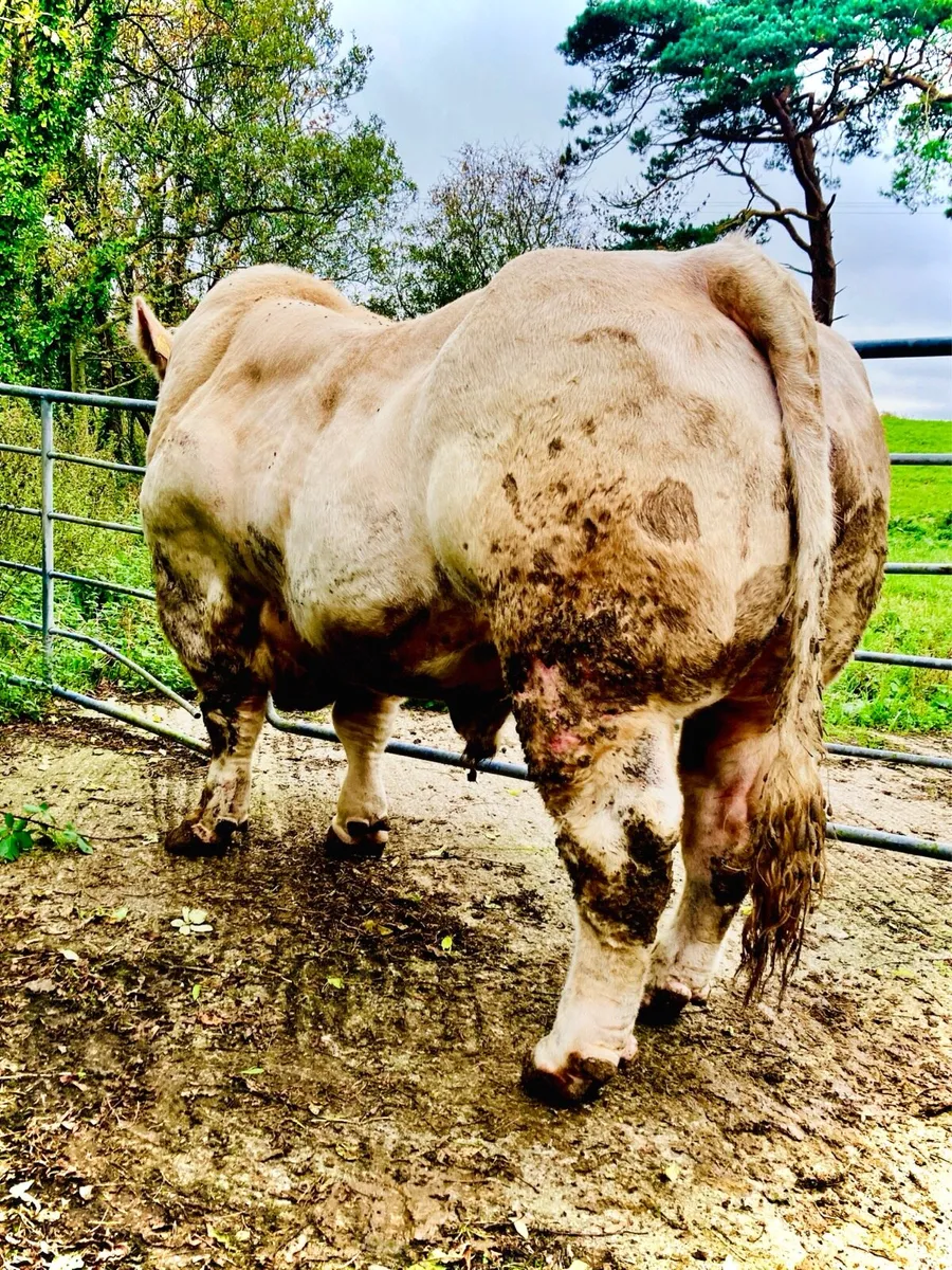 Charolais Bulls - powerful 💥 - Image 2