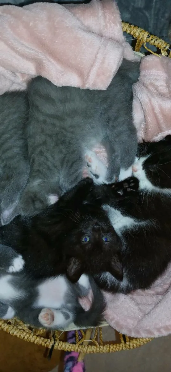 Beautiful kittens💗 - Image 4
