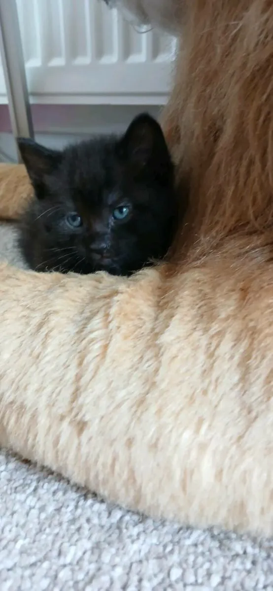 Beautiful kittens💗 - Image 4