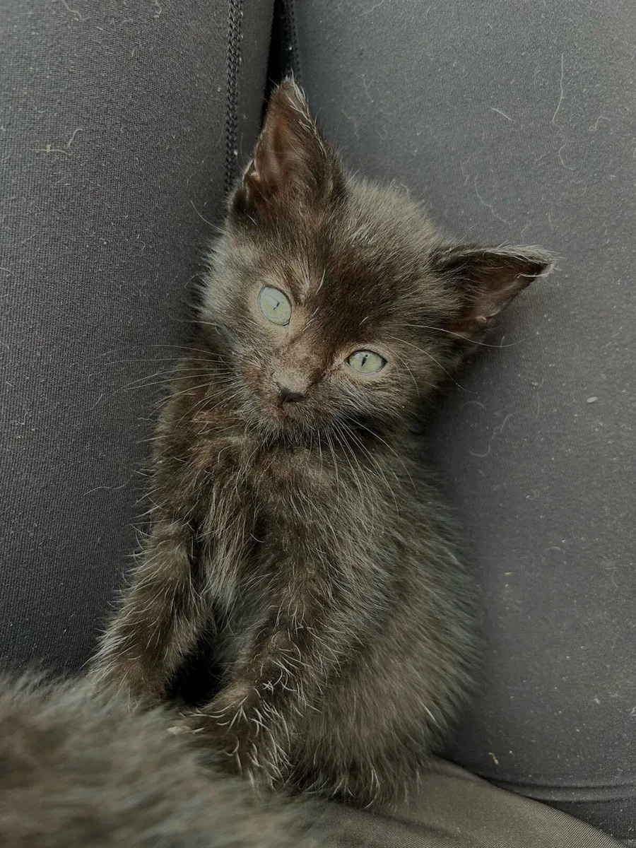 2 black kittens for sale - Image 2