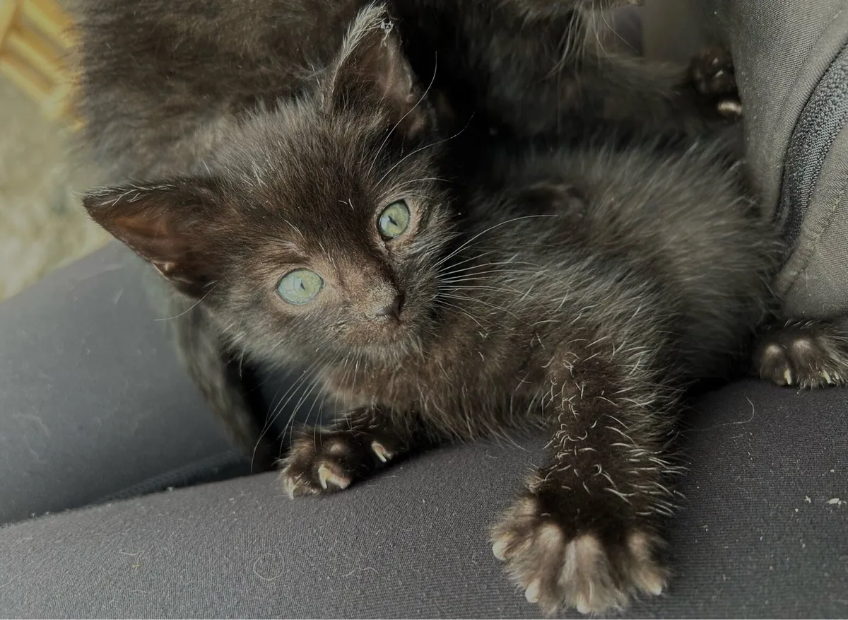 2 black kittens for sale - Image 3