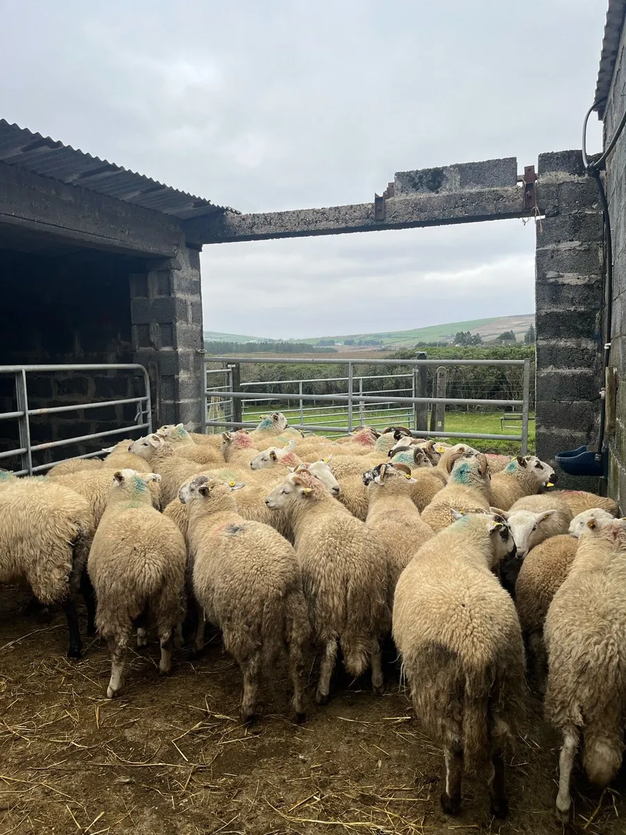 Store Lambs - Image 1
