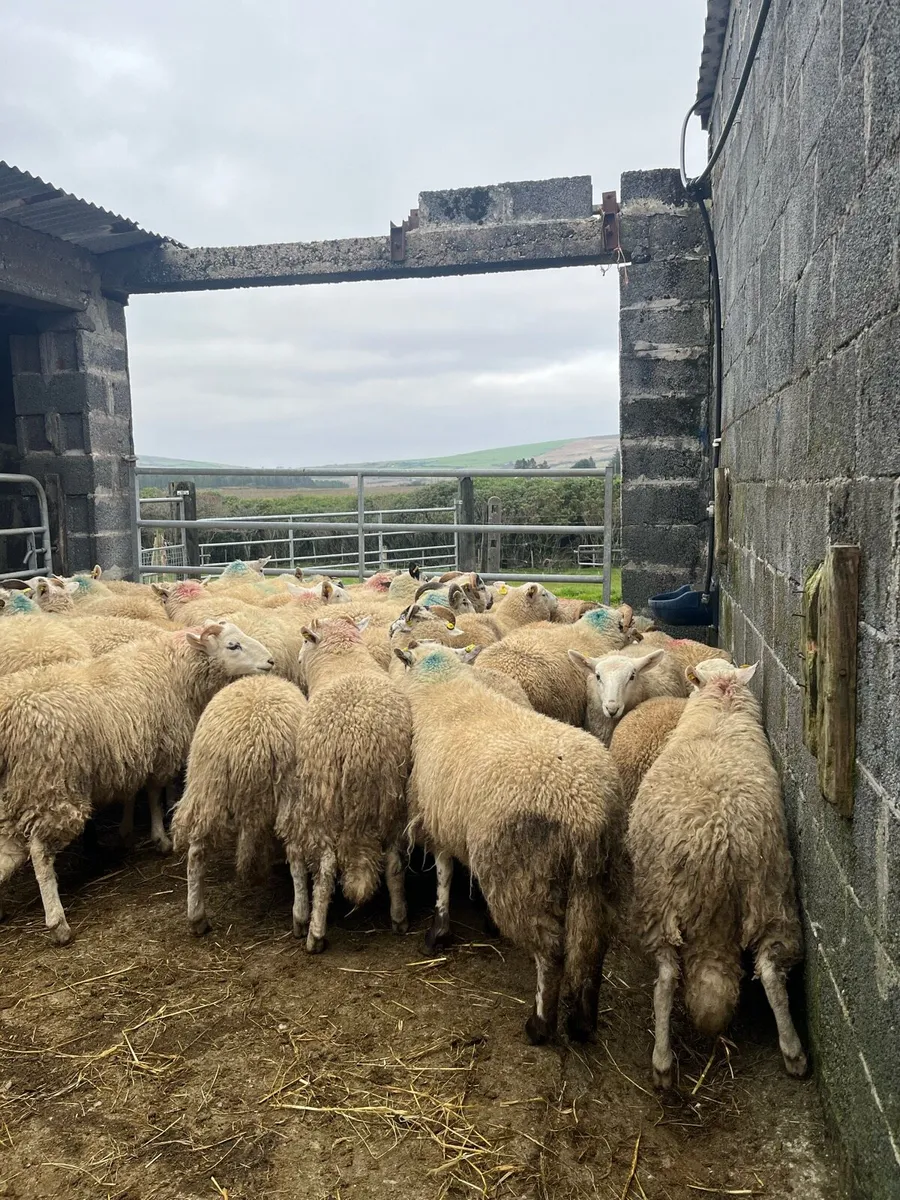 Store Lambs - Image 2