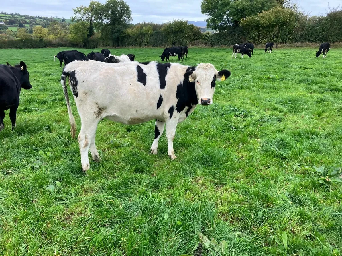Heifers in calf - Image 1