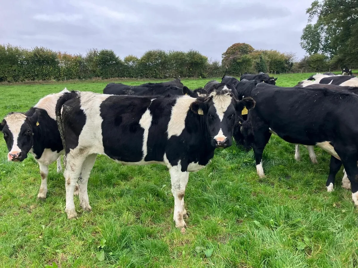 Heifers in calf - Image 2