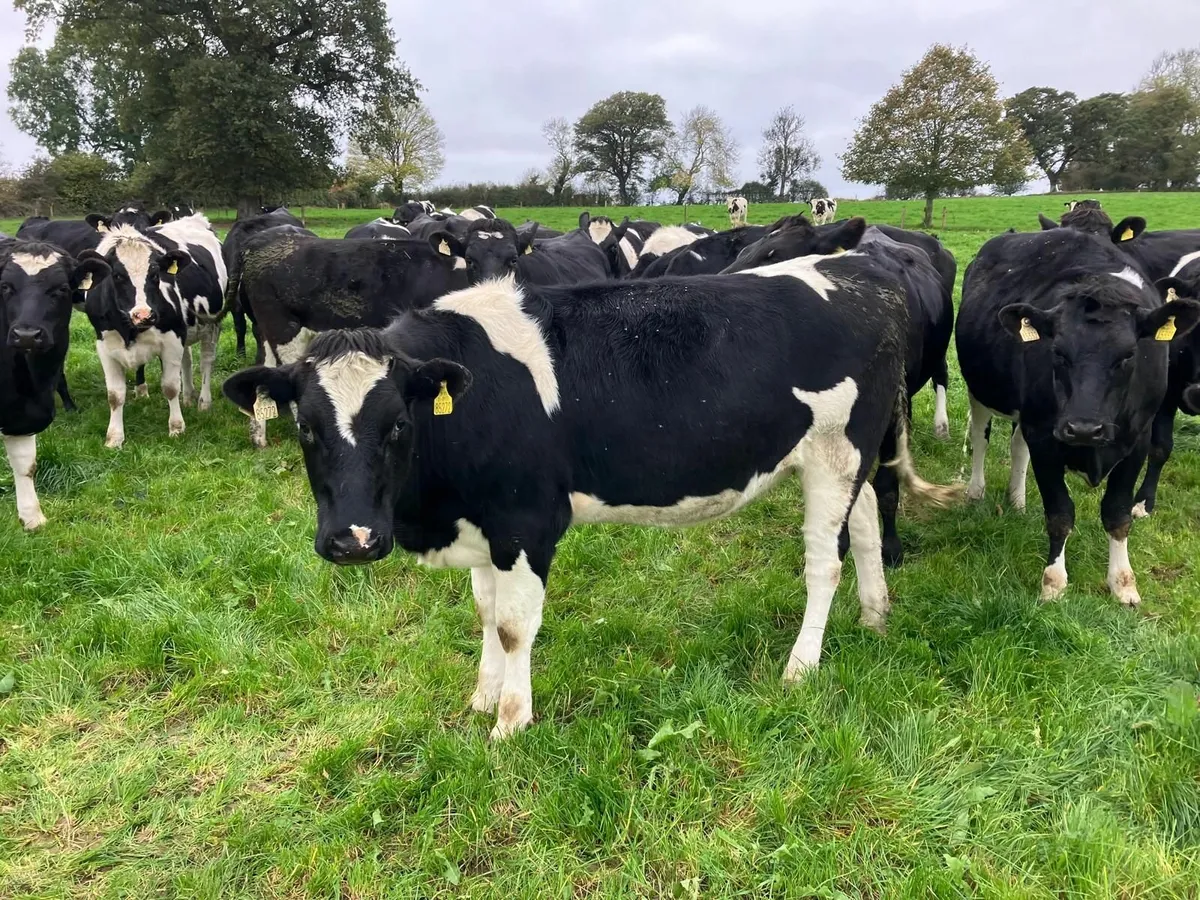 Heifers in calf - Image 3