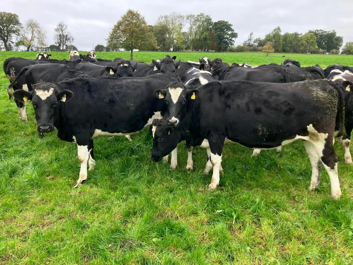 Heifers in calf - Image 4