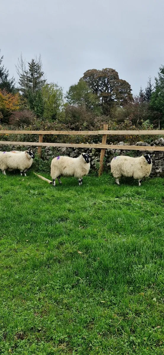 Sheep - Image 1