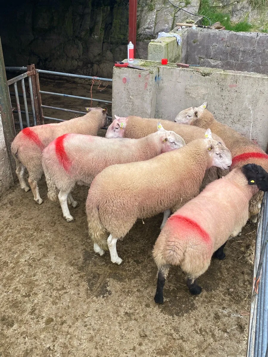 Hogget rams for sale (some SIS) - Image 1