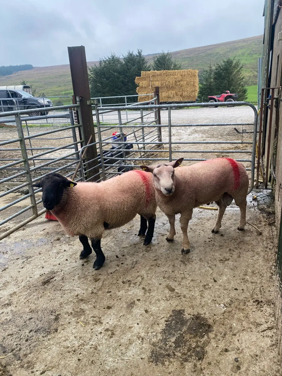 Hogget rams for sale (some SIS) - Image 2