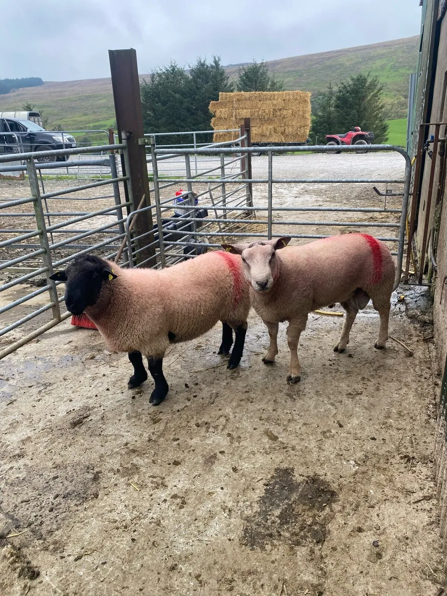 Hogget rams for sale (some SIS) - Image 3