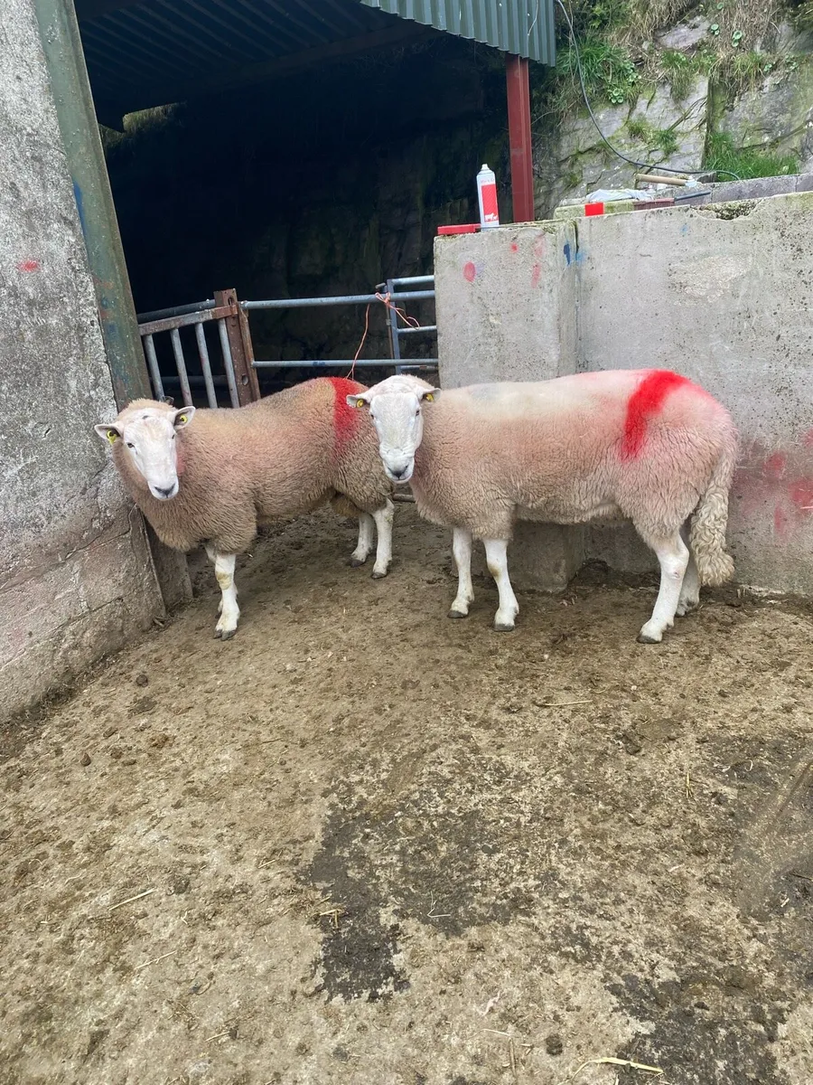 Hogget rams for sale (some SIS) - Image 4