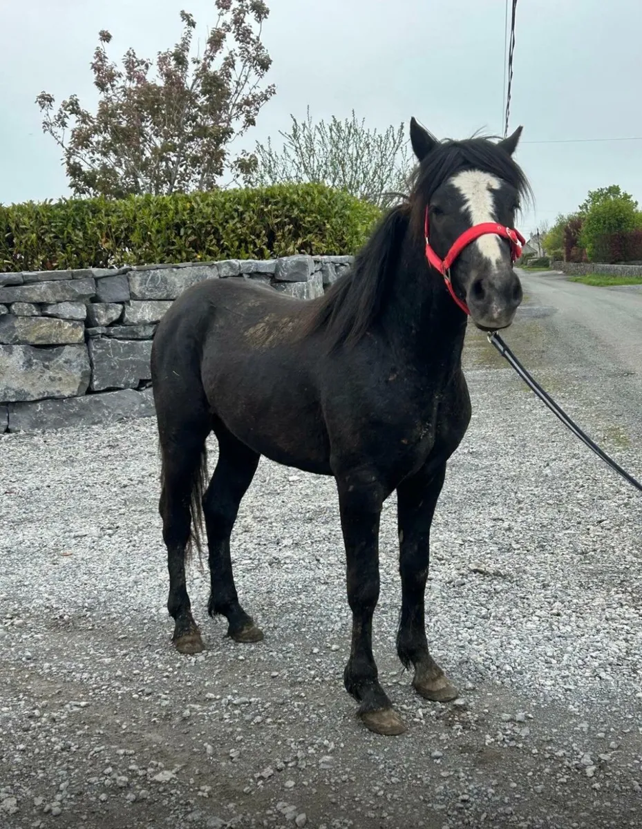 Connemara stallion - Image 1