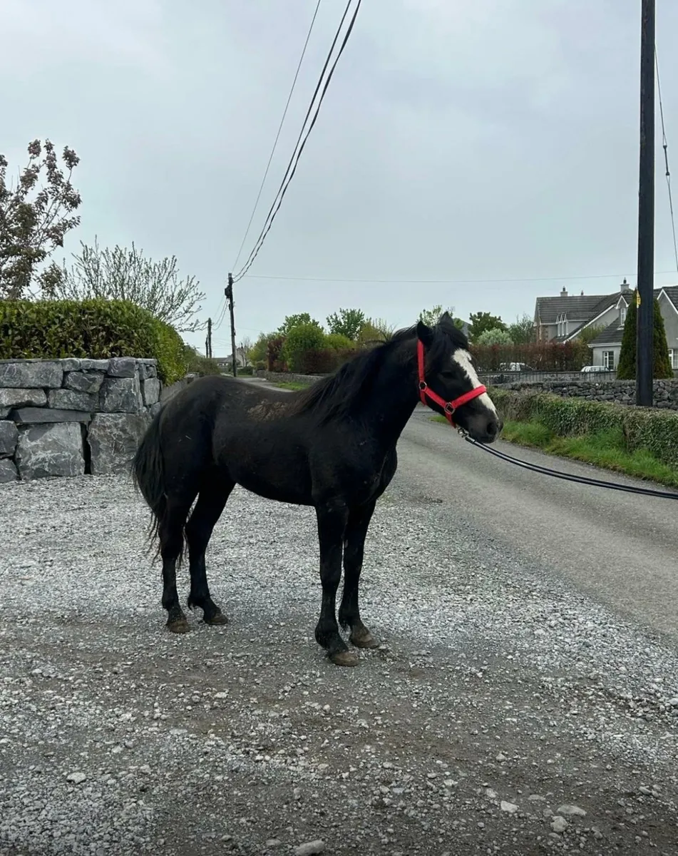 Connemara stallion - Image 2